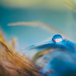 Peaceful World (Song-Download)