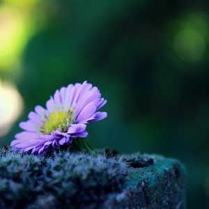 Beauty (Song-Download)