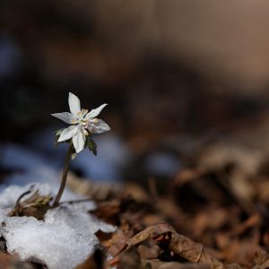 Summer Breeze (Song-Download)