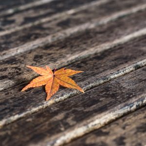 Fallen Leaves (Song-Download)