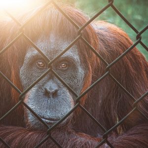 imprisoned (Song-Download)