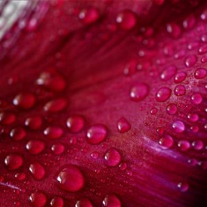 Chaos Of Life (Song-Download)