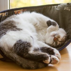 Sweet Dreams (Song-Download)