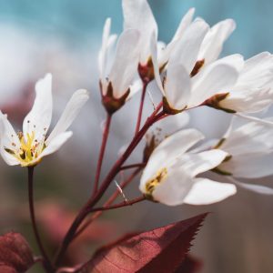 Calm Nature (Song-Download)