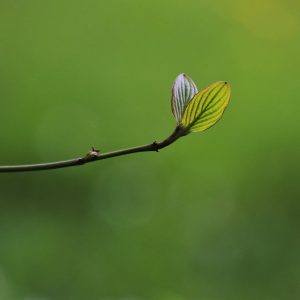 Reawaken (Song-Download)