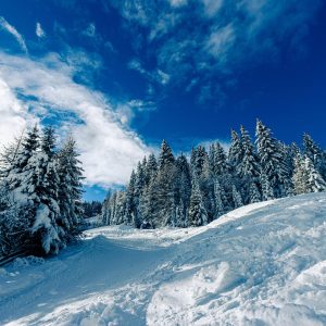 Wonderland (Song-Download)